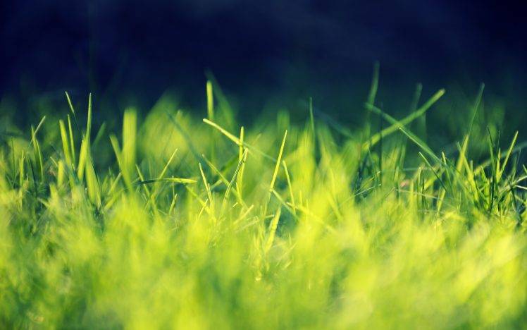 grass, Nature, Green, Macro HD Wallpaper Desktop Background