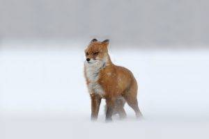 fox, Snow, Animals