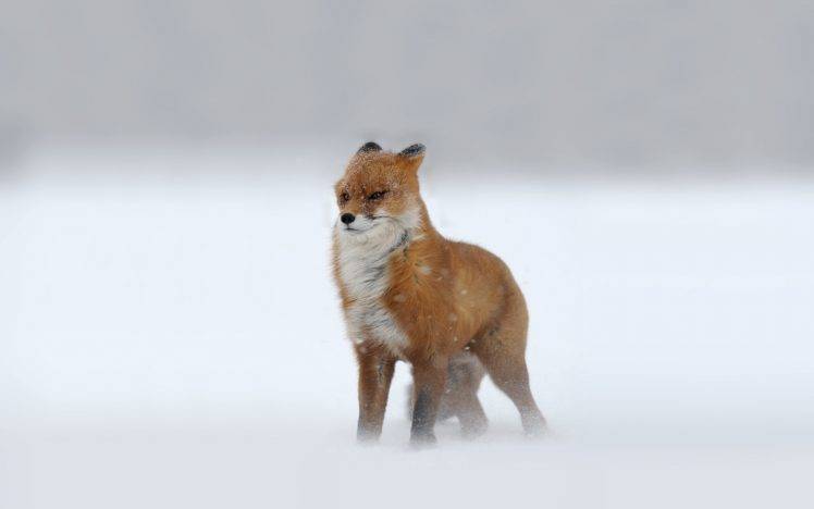 fox, Snow, Animals HD Wallpaper Desktop Background