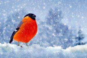 Bullfinch, Snow, Nature, Birds