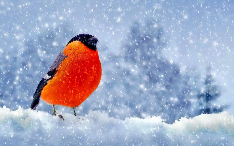 Bullfinch, Snow, Nature, Birds HD Wallpaper Desktop Background