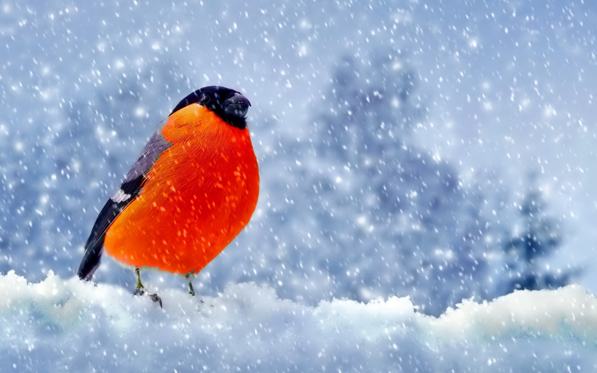 Bullfinch, Snow, Nature, Birds Wallpaper
