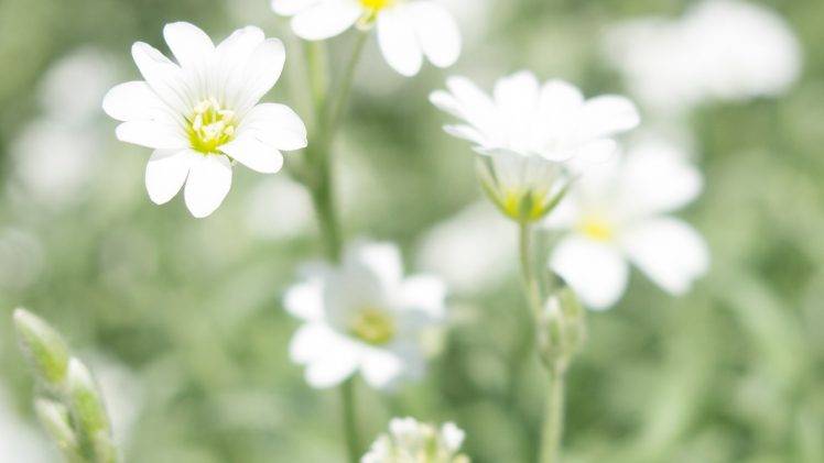 flowers, White, Bokeh, Green HD Wallpaper Desktop Background