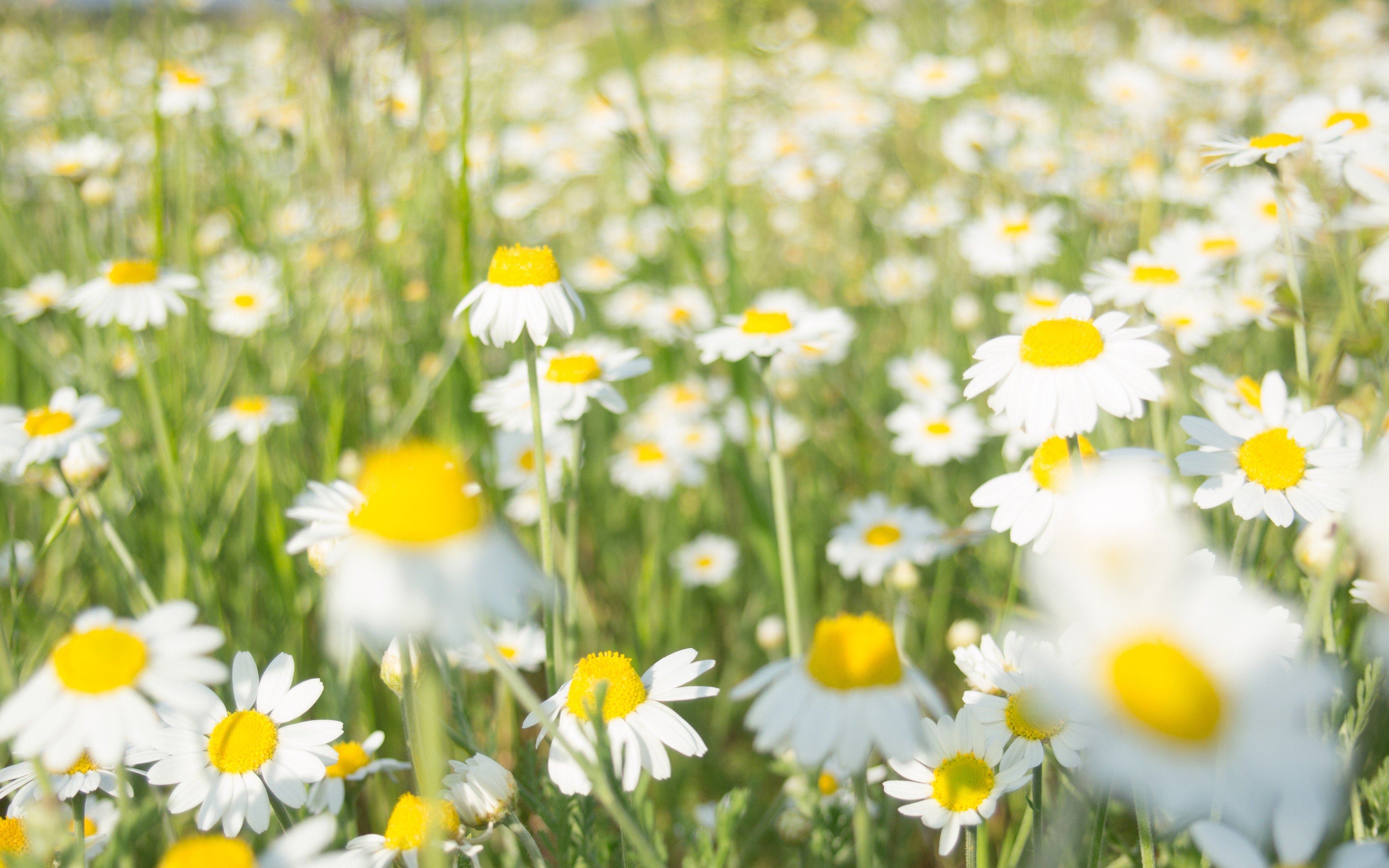 flowers, Chamomile, Daisies, Green, White, Summer Wallpaper