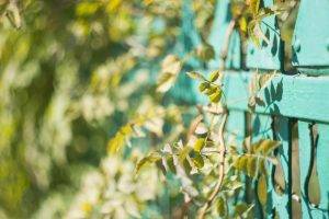 leaves, Bokeh, Nature, Green, Turquoise, Fence, Sunlight, Branch