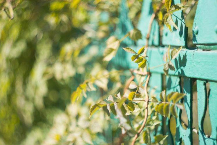 leaves, Bokeh, Nature, Green, Turquoise, Fence, Sunlight, Branch HD Wallpaper Desktop Background