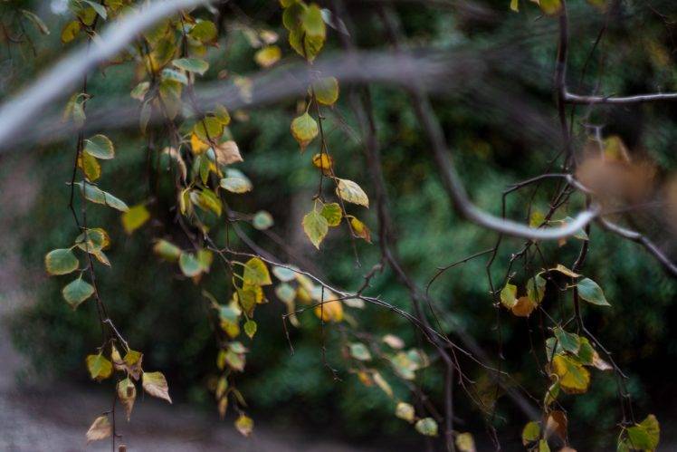 leaves, Bokeh, Nature, Fall, Green HD Wallpaper Desktop Background