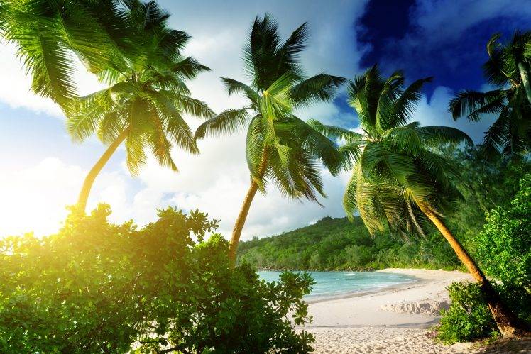 beach, Landscape, Palm Trees HD Wallpaper Desktop Background