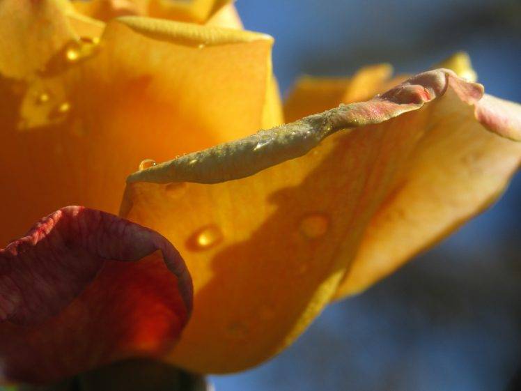 flowers, Rose, Water Drops, Yellow Flowers HD Wallpaper Desktop Background