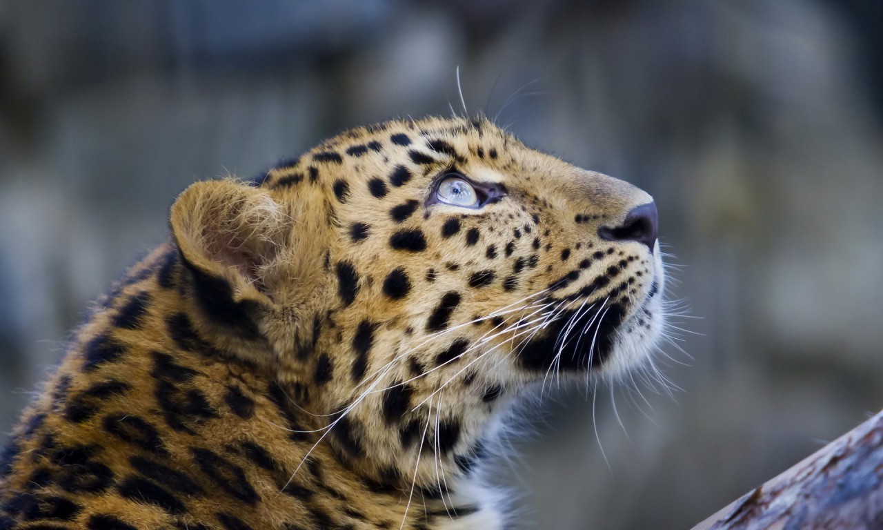 animals, Leopard Wallpaper