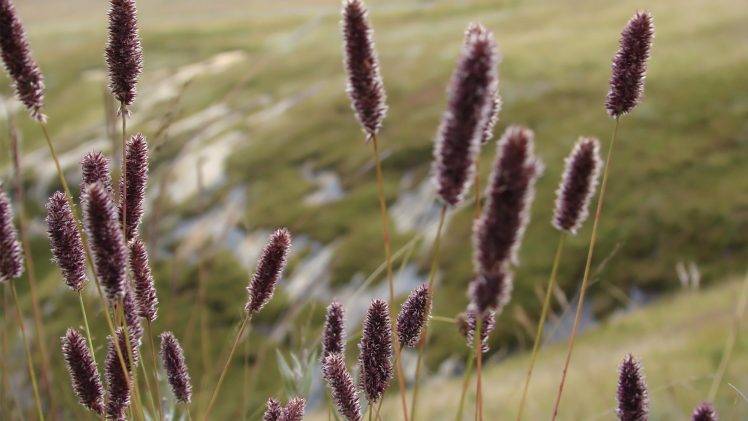 grass, Flowers, Nature HD Wallpaper Desktop Background