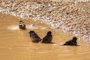 nature, Birds, Sparrows, Pebbles, Ripples, Water