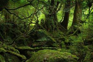 nature, Landscape, Green, Forest, Trees, Moss