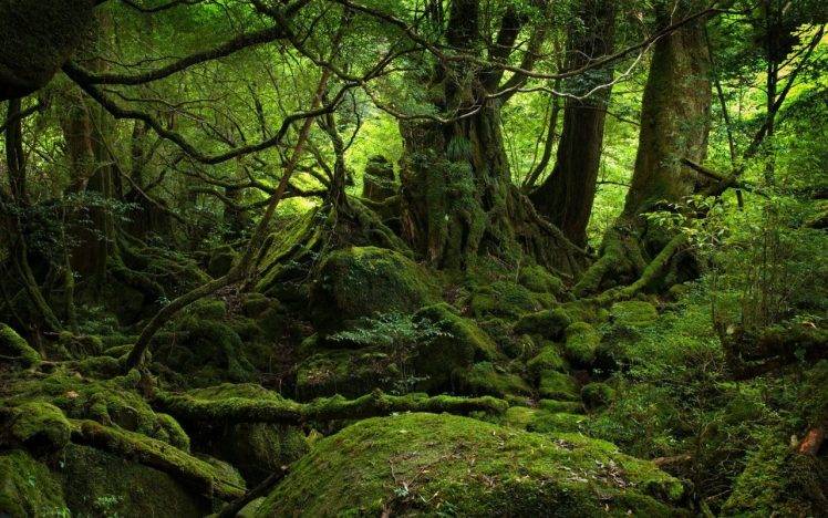 nature, Landscape, Green, Forest, Trees, Moss HD Wallpaper Desktop Background