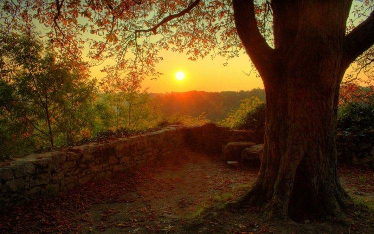 Sun, Trees, Nature, Landscape, Sunset HD Wallpaper Desktop Background