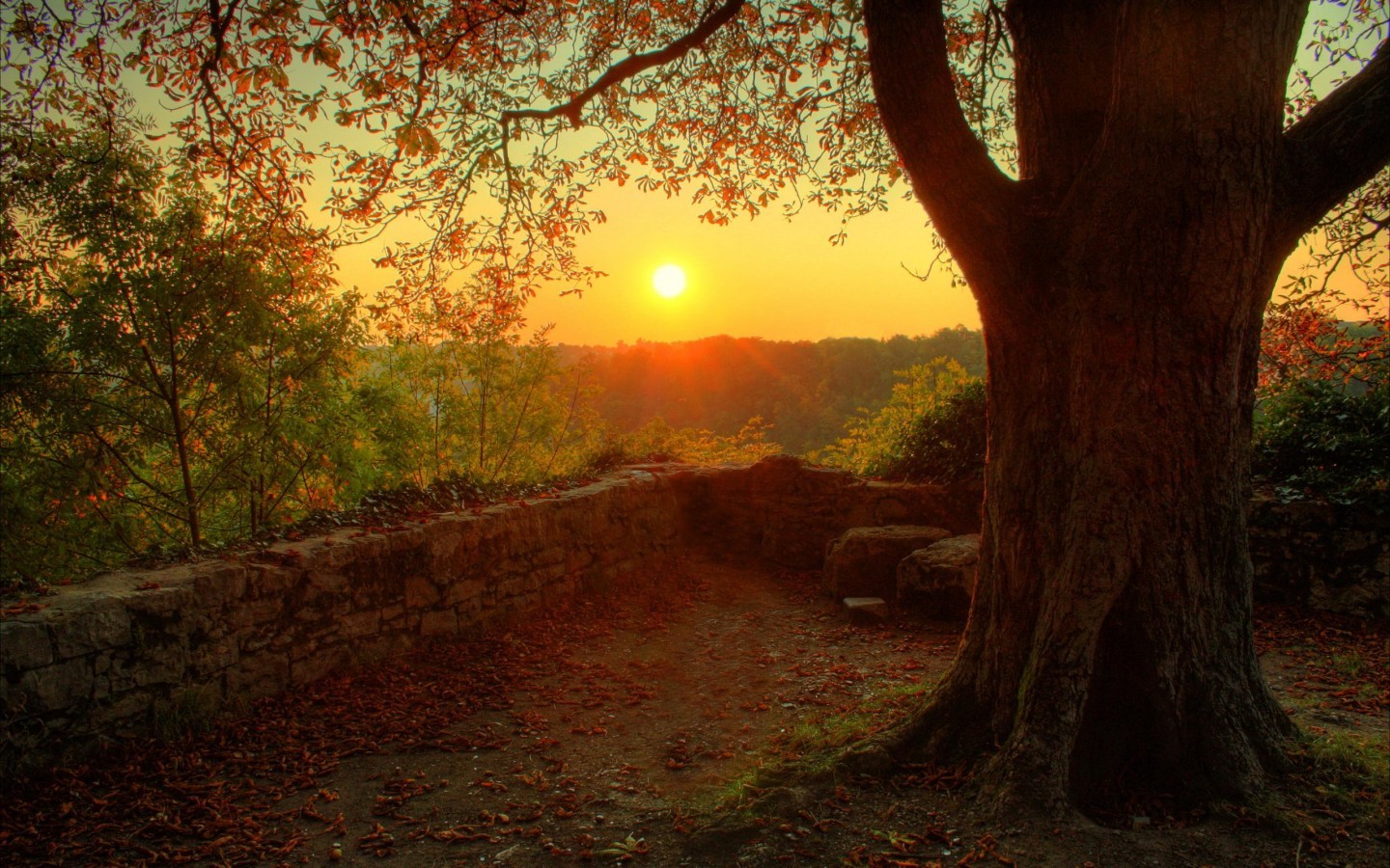 Sun, Trees, Nature, Landscape, Sunset Wallpaper