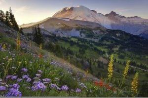 mountain, Nature, Flowers, Landscape