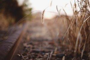 photography, Depth Of Field, Corn, Spikelets, Nature