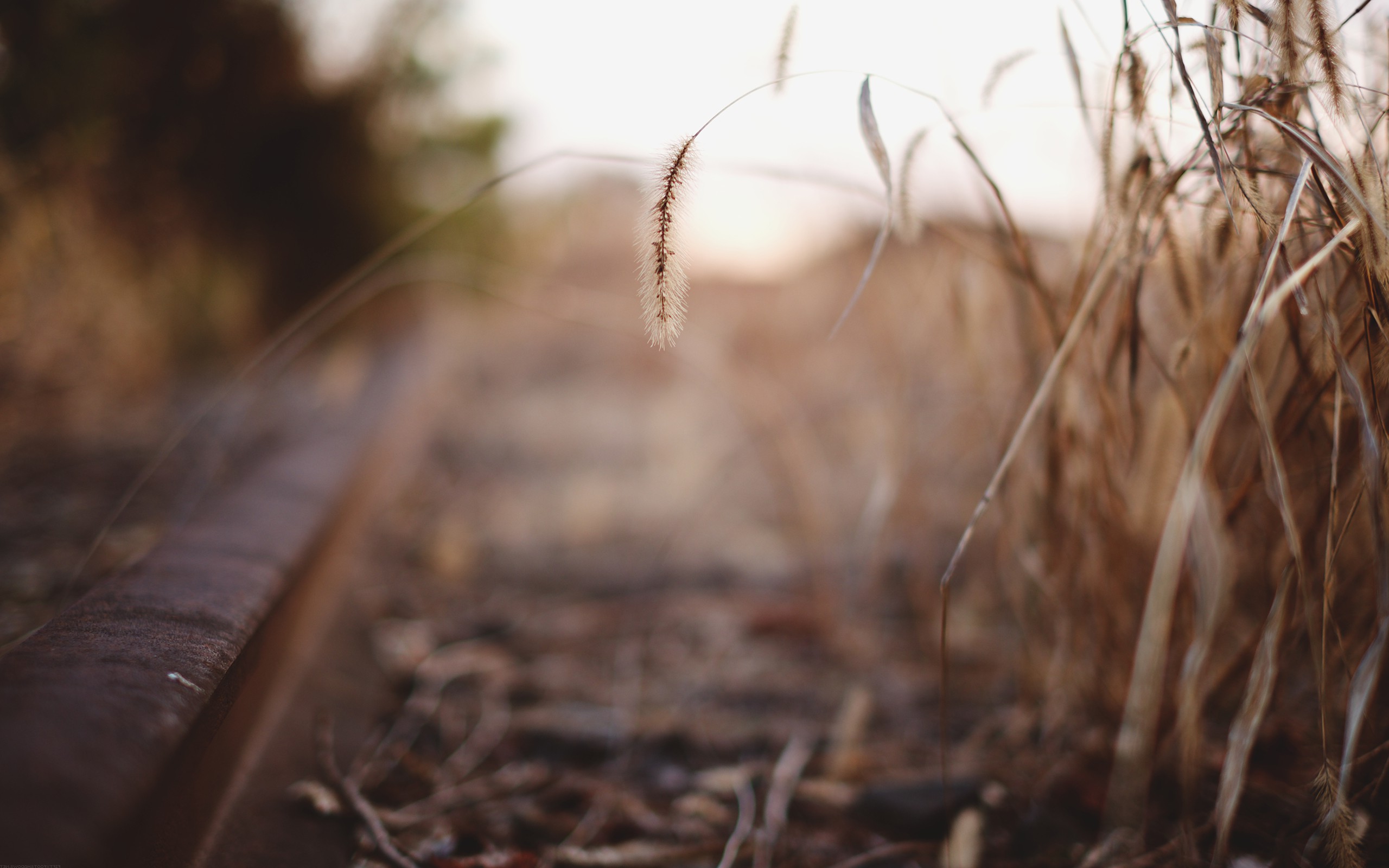photography, Depth Of Field, Corn, Spikelets, Nature Wallpaper
