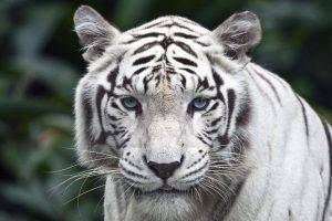 animals, Tiger, Singapore, White