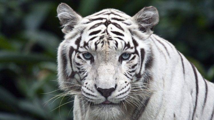 animals, Tiger, Singapore, White HD Wallpaper Desktop Background