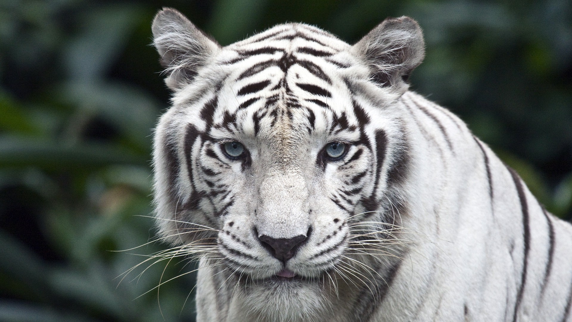 animals, Tiger, Singapore, White Wallpaper