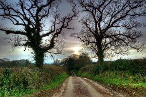 nature, HDR, Path, Trees, Dirt Road
