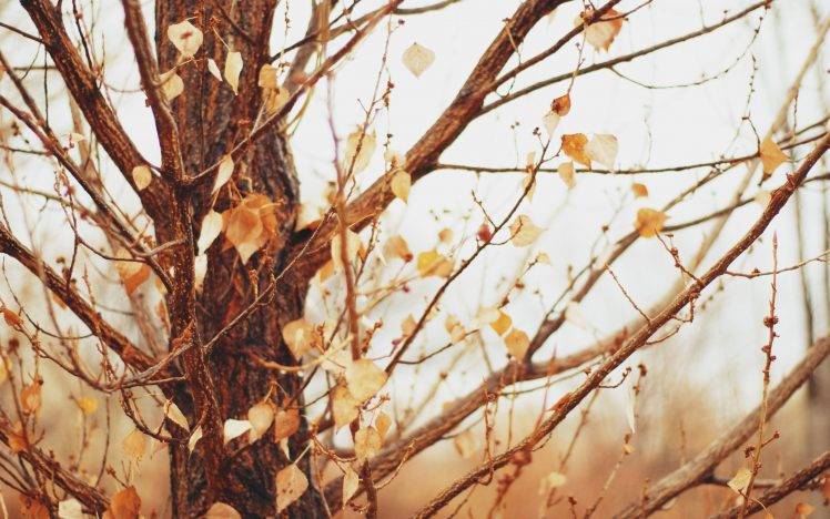 nature, Macro, Trees, Leaves HD Wallpaper Desktop Background