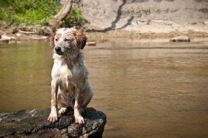 dog, River, Australian Shepherd, Wet, Rock, Animals