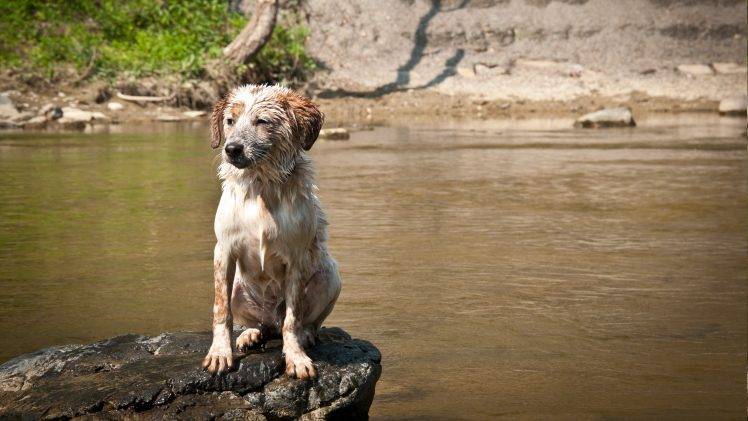 dog, River, Australian Shepherd, Wet, Rock, Animals HD Wallpaper Desktop Background