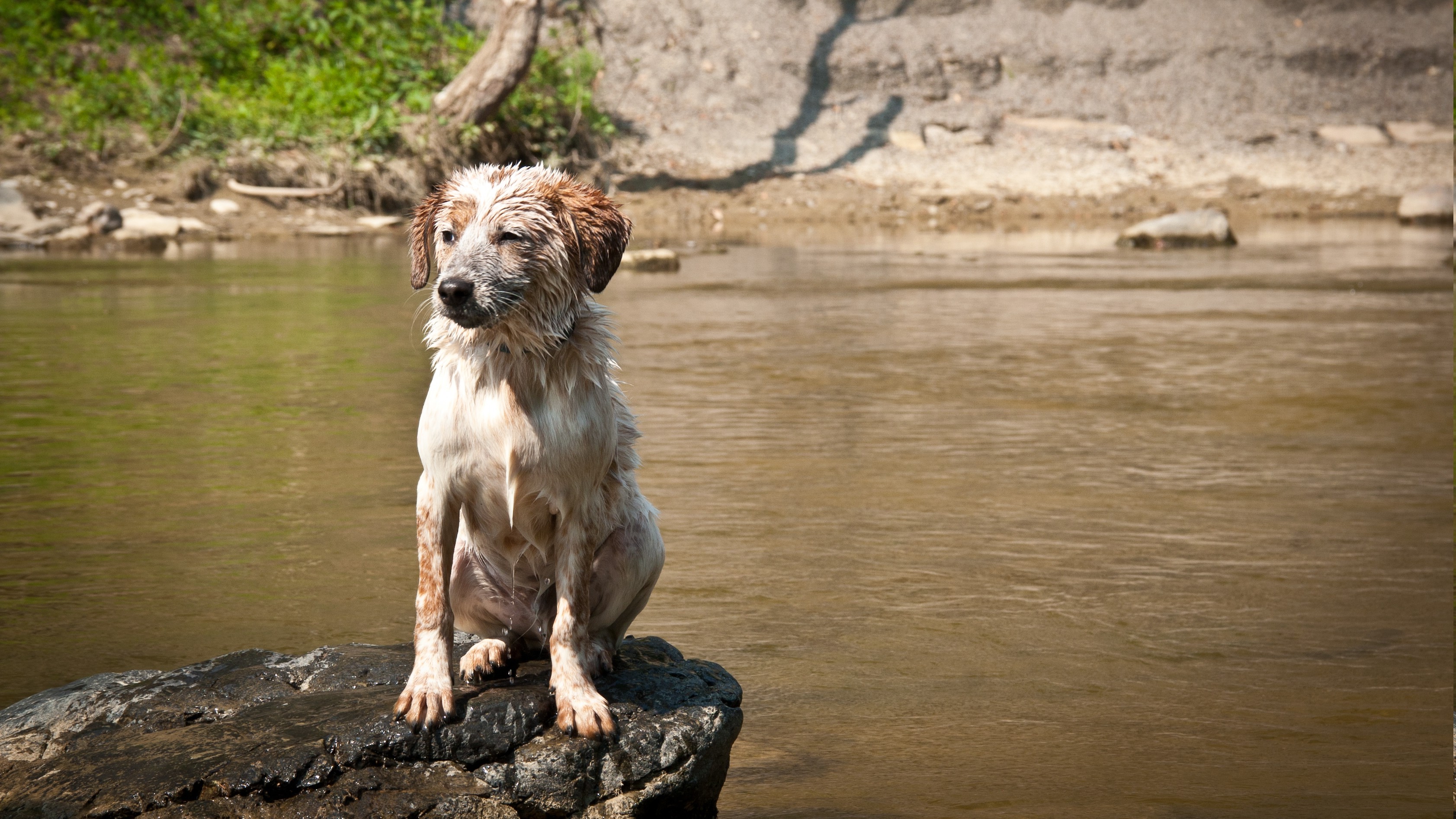 dog, River, Australian Shepherd, Wet, Rock, Animals Wallpaper