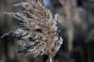 nature, Seeds, Wind