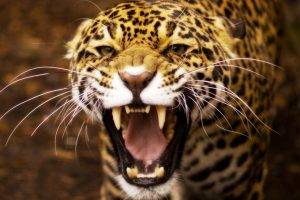 leopard, Animals, Closeup
