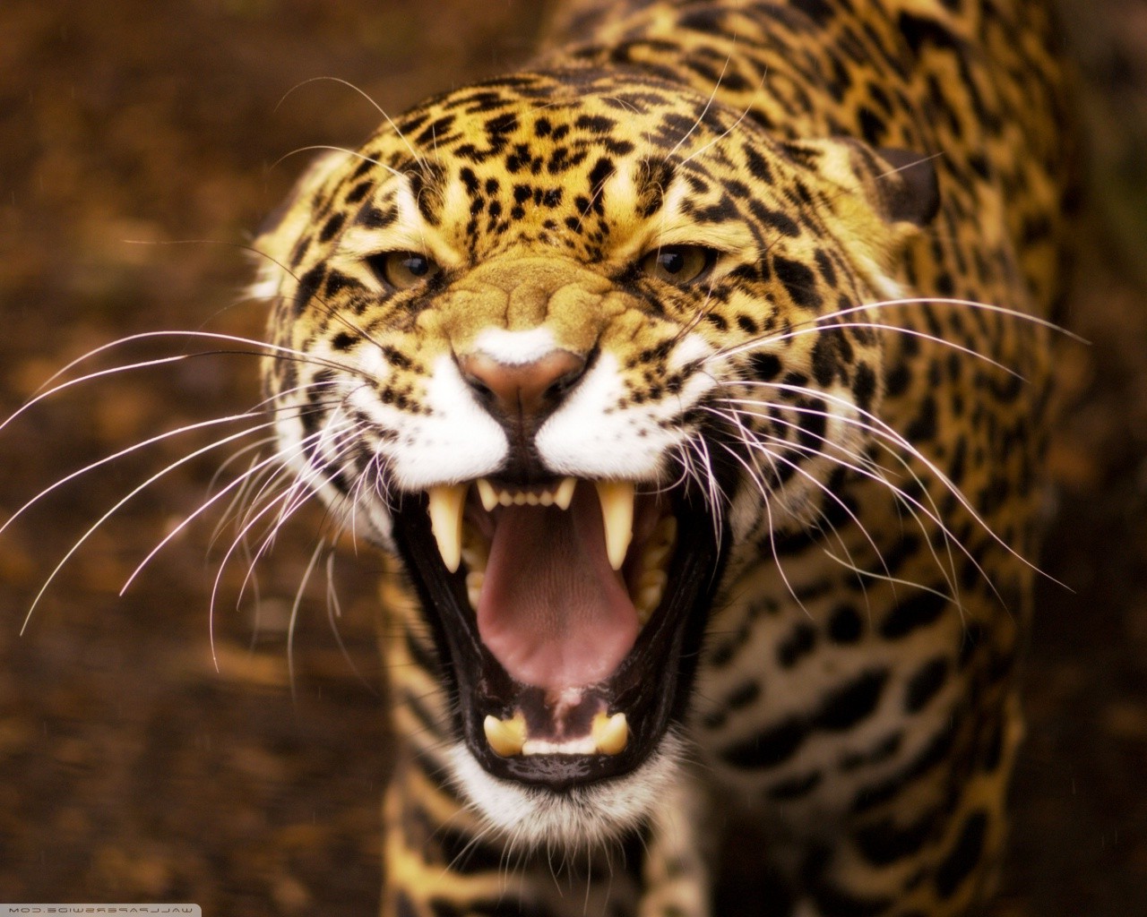 leopard, Animals, Closeup Wallpaper