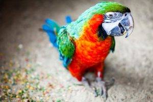 animals, Colorful, Blurred, Depth Of Field, Birds, Parrot, Macaws