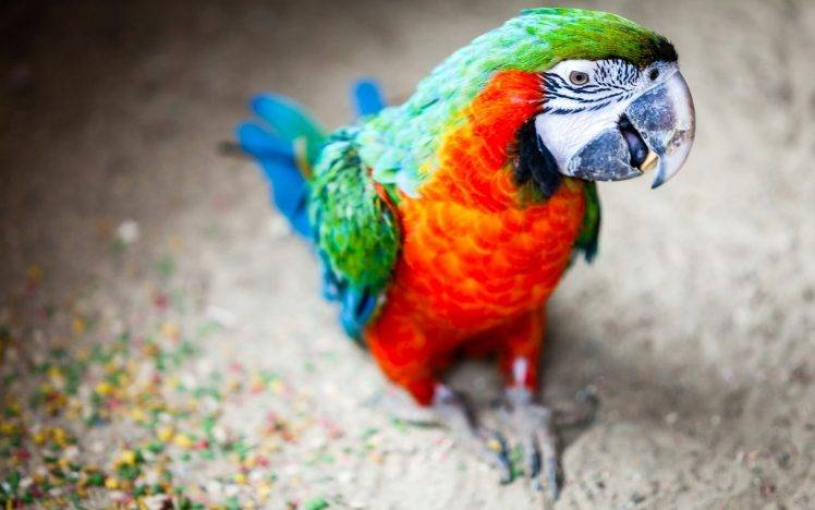 animals, Colorful, Blurred, Depth Of Field, Birds, Parrot, Macaws HD Wallpaper Desktop Background