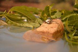 nature, Water, Spider, Insect, Stones, Leaves, Reflection