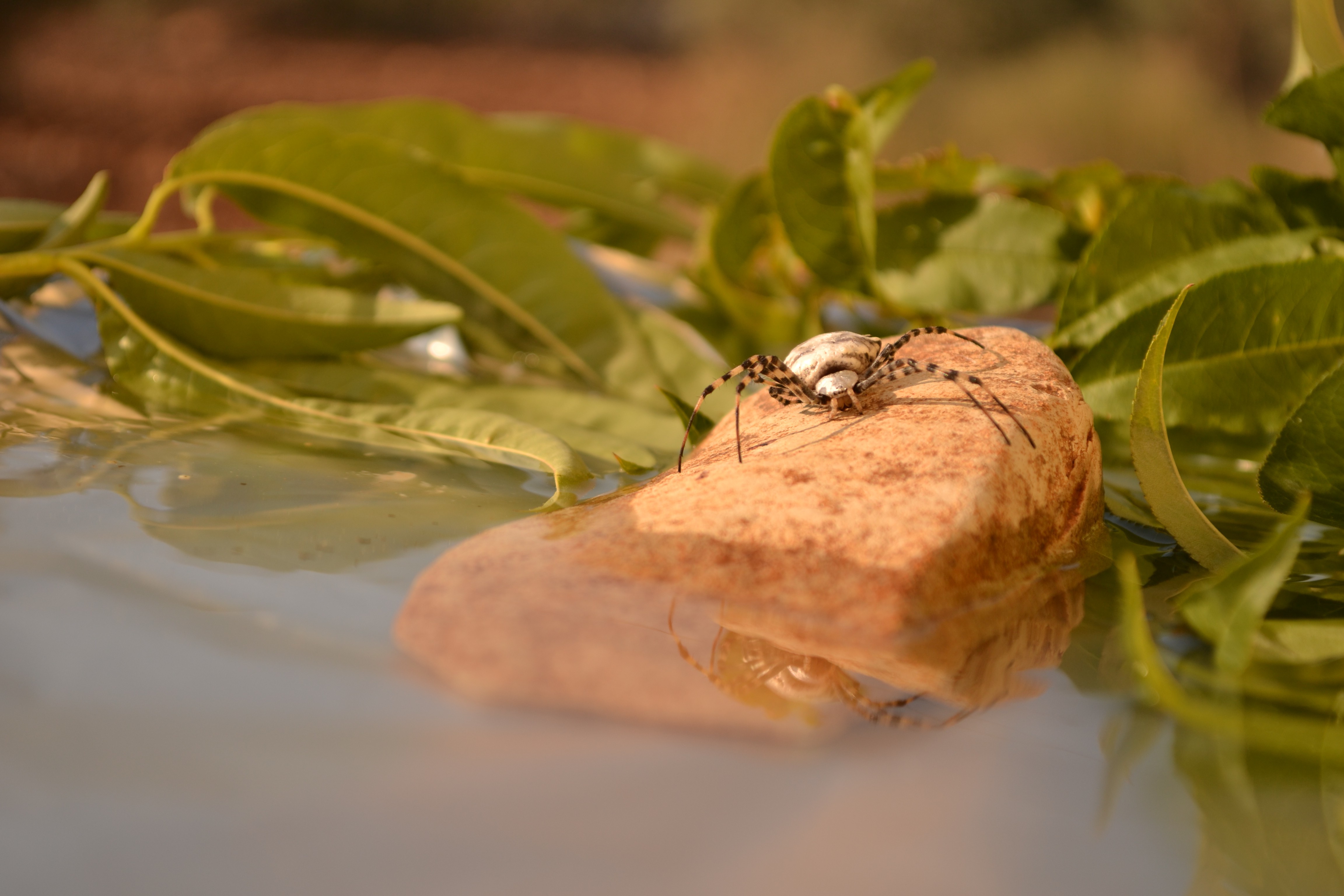 nature, Water, Spider, Insect, Stones, Leaves, Reflection Wallpaper