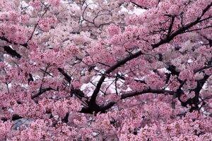 trees, Cherry Blossom, Flowers, Nature