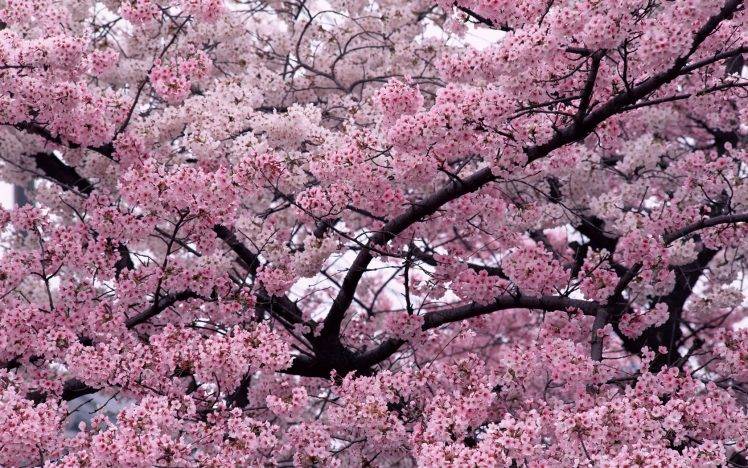 trees, Cherry Blossom, Flowers, Nature HD Wallpaper Desktop Background