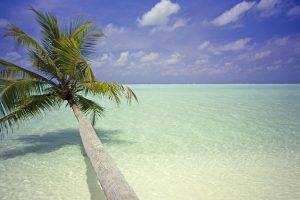 palm Trees, Beach, Landscape