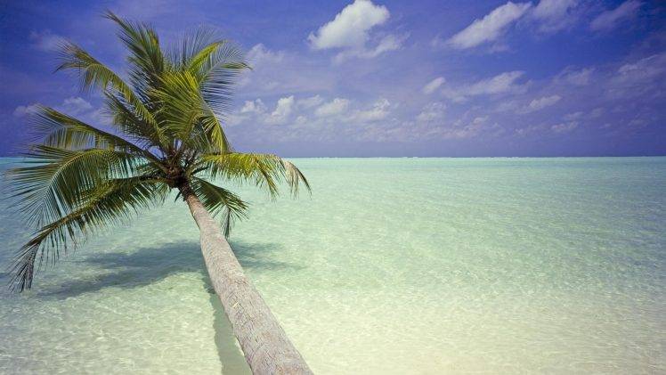 palm Trees, Beach, Landscape HD Wallpaper Desktop Background