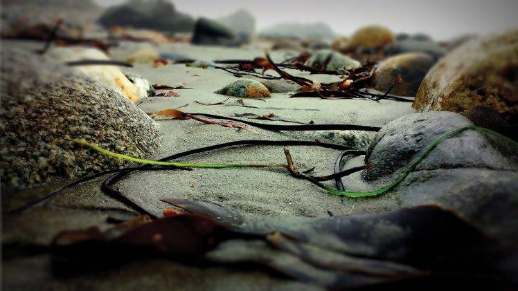 nature, Beach, Rock, Depth Of Field HD Wallpaper Desktop Background