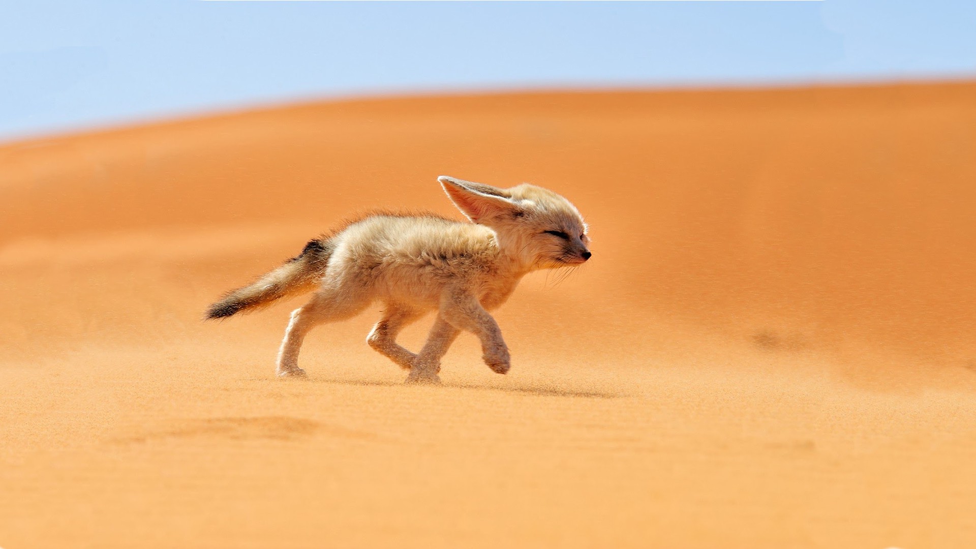 sand, Animals, Desert, Fennec, Fox Wallpaper
