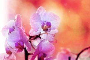 pink Flowers, Orchids, Flowers