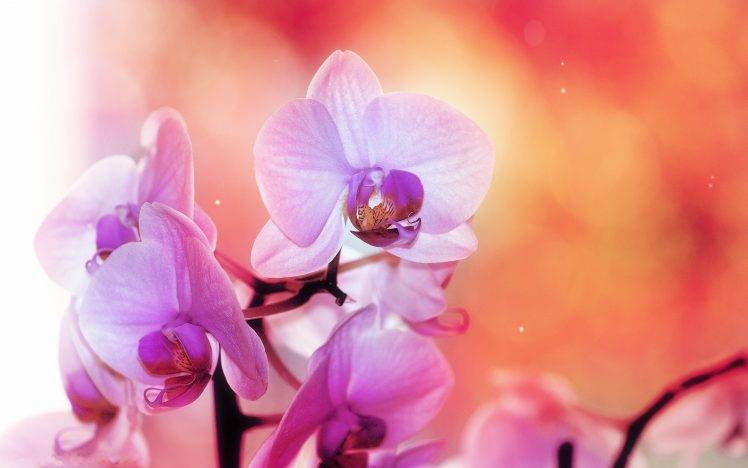 pink Flowers, Orchids, Flowers HD Wallpaper Desktop Background