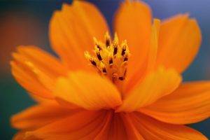 flowers, Nature, Orange Flowers