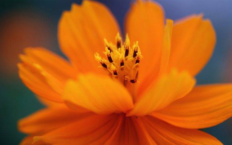 flowers, Nature, Orange Flowers HD Wallpaper Desktop Background