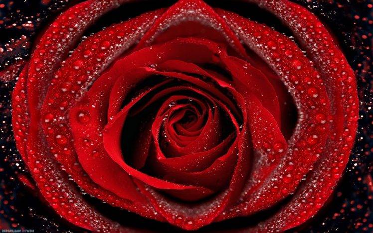 flowers, Nature, Rose, Red Flowers, Dew HD Wallpaper Desktop Background