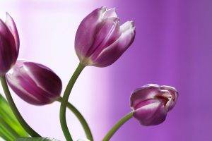 flowers, Nature, Tulips, Purple Flowers